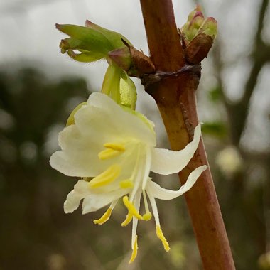 Lonicera fragrantissima