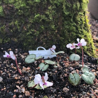 Cyclamen coum subsp. coum f. coum 'Pewter Group'