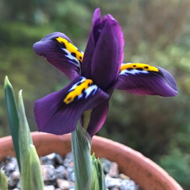 Iris 'J.S. Dijt' syn. Iris reticulata 'J.S. Dijt'