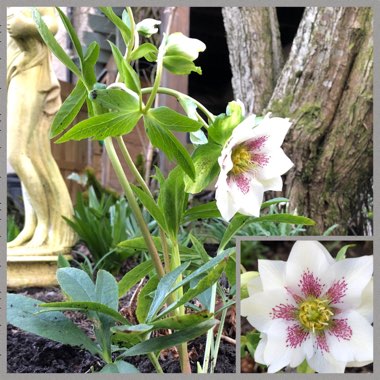 Helleborus