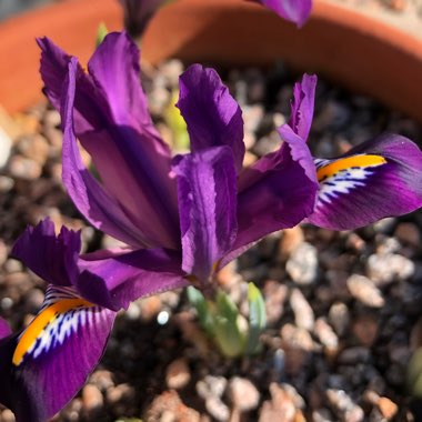 Iris 'Scent Sational' syn. Iris reticulata 'Scent Sational'