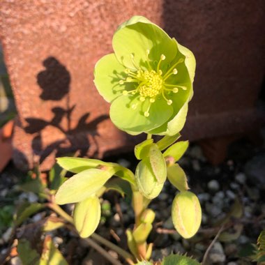 Helleborus argutifolius