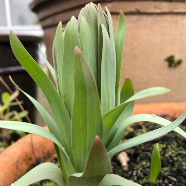 Fritillaria persica 'Adiyaman'