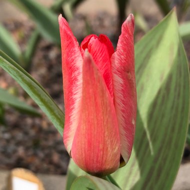 Tulipa 'Pinocchio'