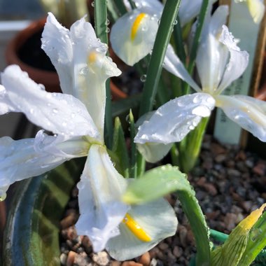 Iris 'White Caucasus' syn. Iris reticulata 'White Caucasus'