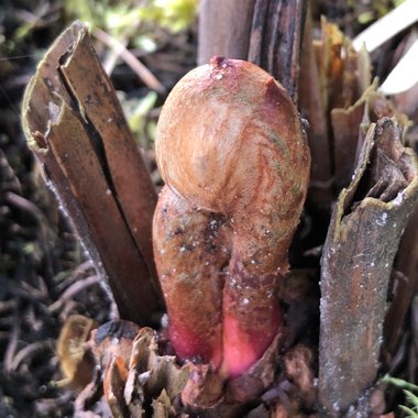 Osmunda regalis