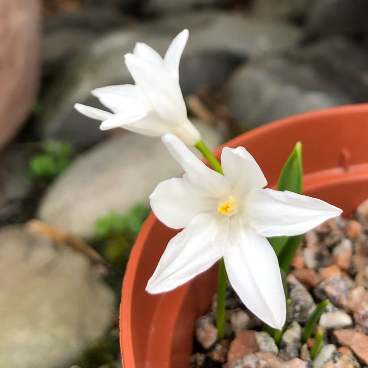 Plant image Chionodoxa luciliae (Gigantea Group) 'Alba' syn Scilla luciliae 'Alba'