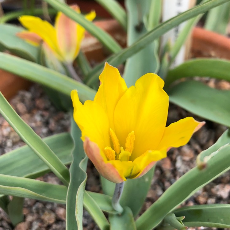 Plant image Tulipa kolpakowskiana