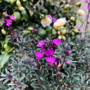 Erysimum 'Bowles's Mauve' syn. Erysimum linifolium 'Bowles' Mauve'