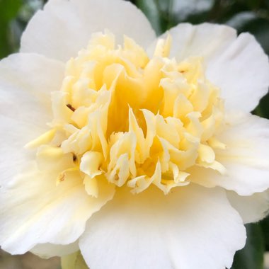 Camellia japonica 'Brushfield's Yellow'