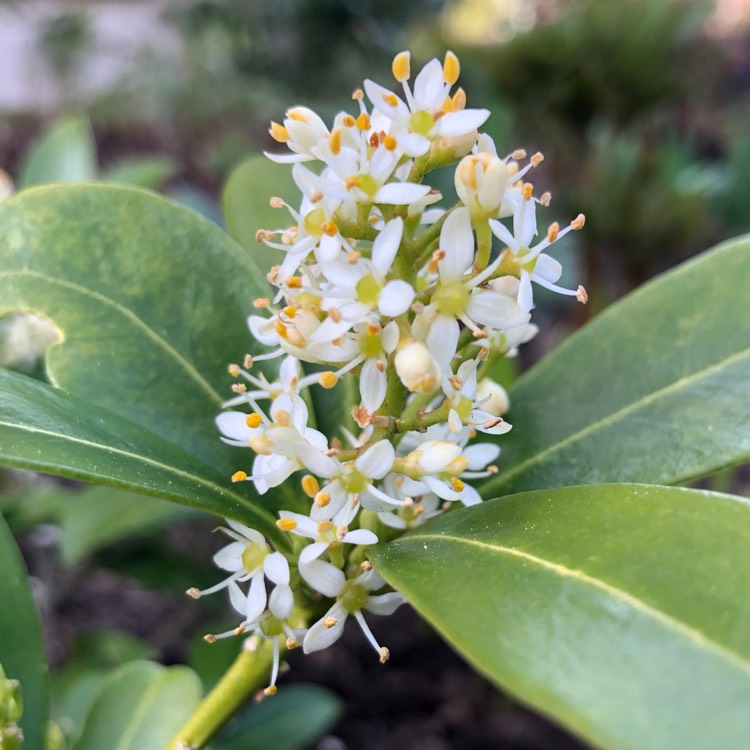 Plant image Skimmia japonica 'Moerings 1' syn. Skimmia japonica 'White Dwarf'