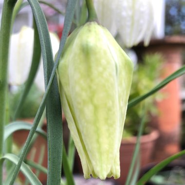 Fritillaria meleagris var. unicolor subvar. alba syn. Fritillaria meleagris 'Alba'