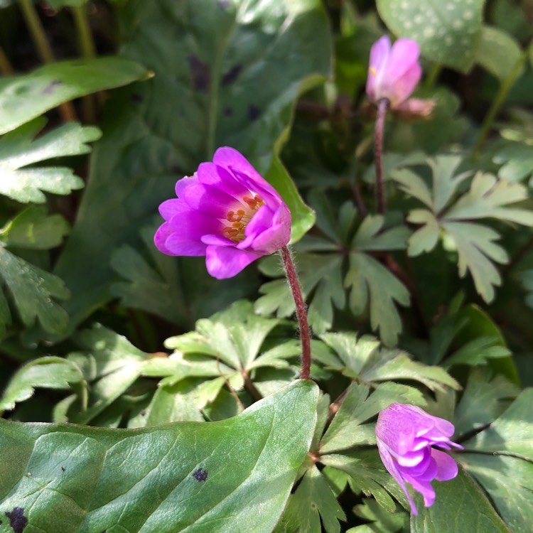 Plant image Anemone blanda 'Radar'