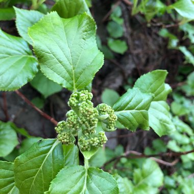 Hydrangea petiolaris  syn. Hydrangea anomala subsp. petiolaris