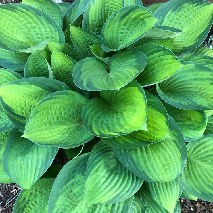 Plant image Hosta 'Paradigm'