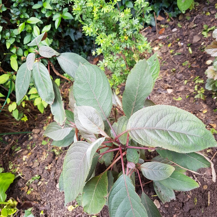 Hydrangea 'Hot Chocolate'