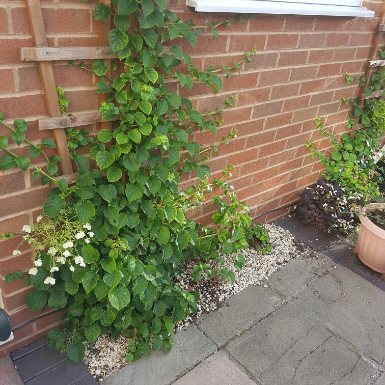 Climbing Hydrangea