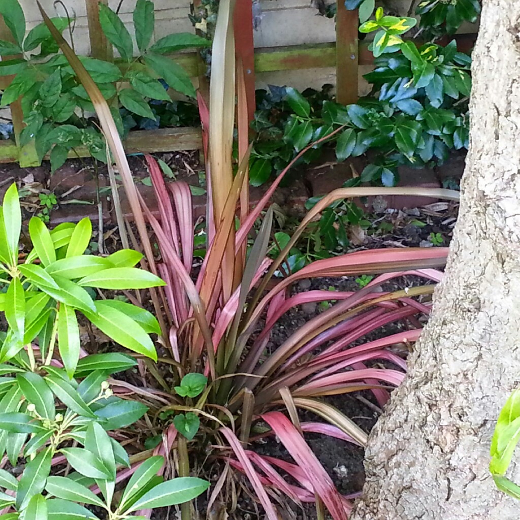 Cabbage Tree