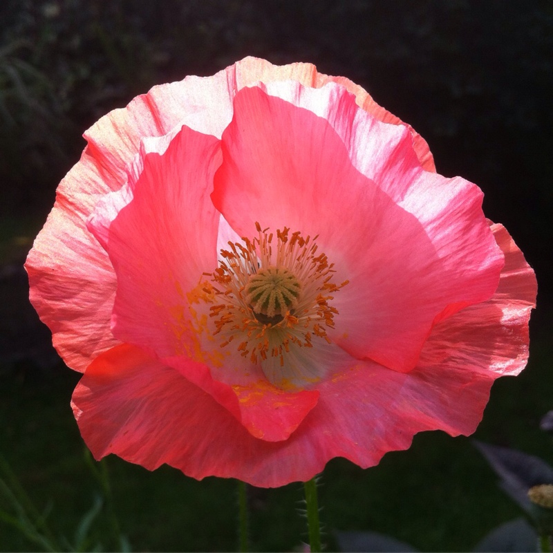 Plant image Papaver nudicaule 'Gartenzwerg Group' syn. Papaver nudicaule 'Garden Gnome Group'