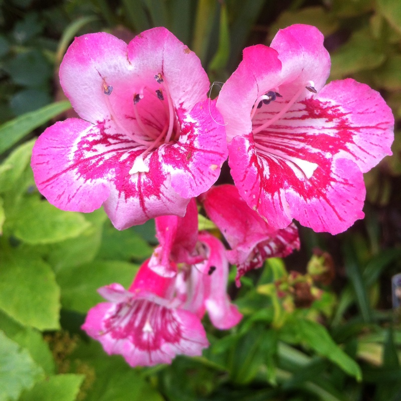 Plant image Penstemon 'Hidcote Pink'