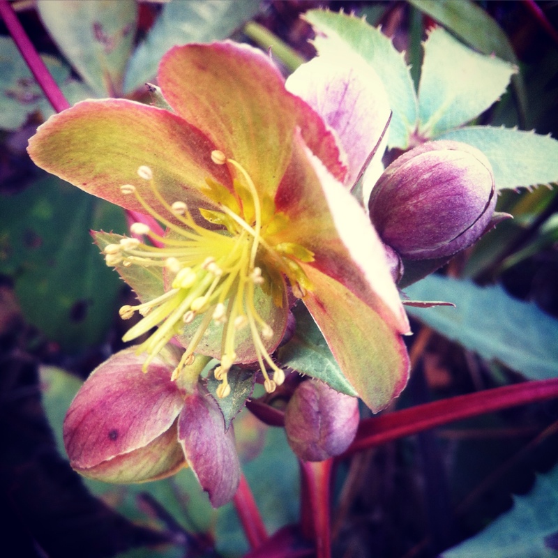 Plant image Helleborus niger 'White Magic'