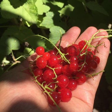 Ribes Rubrum