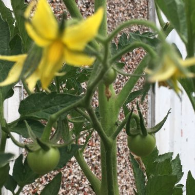 Solanum lycopersicum  syn. Lycopersicon lycopersicum