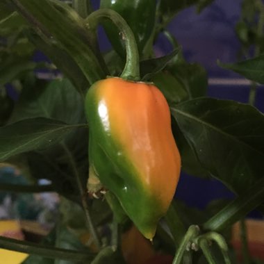 Capsicum Chinense 'Habanero'