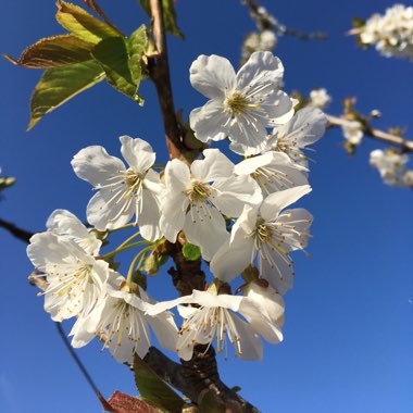 Prunus avium 'Kordia'