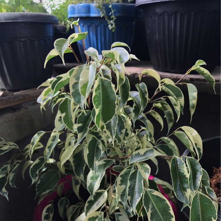 Plant image Ficus benjamina 'Starlight'