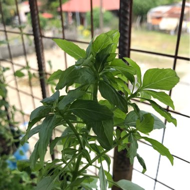 Ocimum basilicum 'Horapha' syn. Ocimum basilicum 'Thai', Ocimum basilicum 'Glycyrrhiza', Ocimum basilicum 'Liquorice', Ocimum basilicum 'Anise', Ocimum basilicum var. thyrsiflora