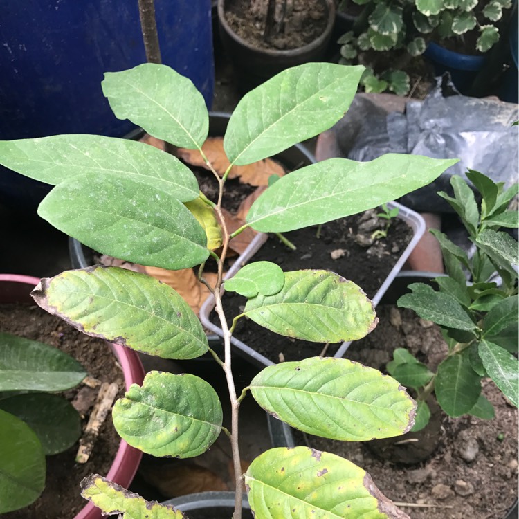 Plant image Annona reticulata