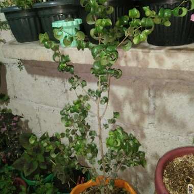 Ficus benjamina 'Pandora'