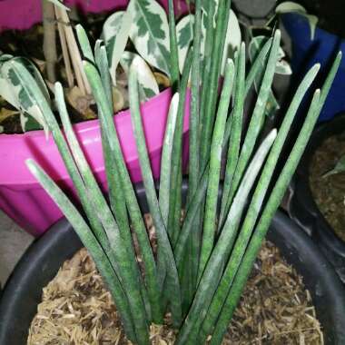 Sansevieria bacularis 'Mikado'