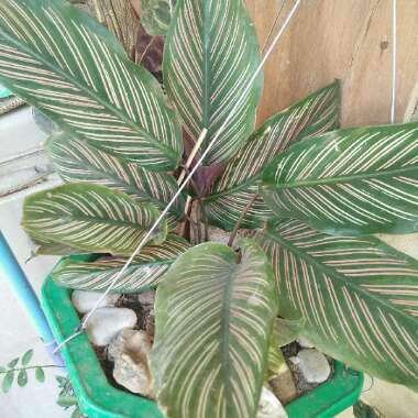 Calathea Ornata syn. Calathea Ornata 'Sanderiana' syn. Goeppertia majestica 'Sanderiana'