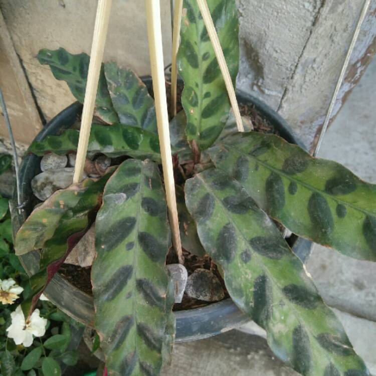 Plant image Calathea Insignis