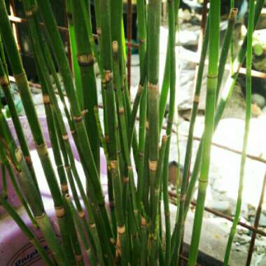 Equisetum Hyemale syn. Equisetum Japonica