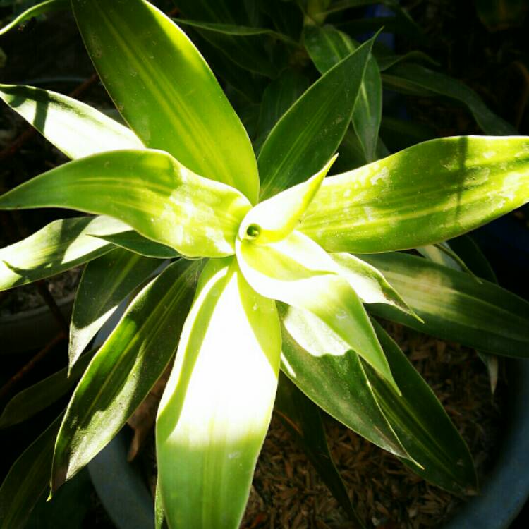 Plant image Dracaena reflexa