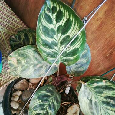 Calathea