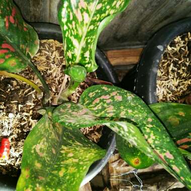 Aglaonema 'Pink Dalmatian ; syn. Aglaonema  commutatum 'Pink Dalmatian'