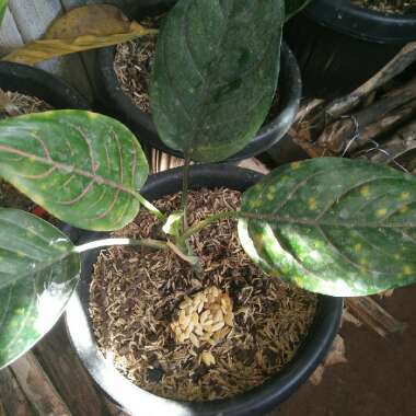 Aglaonema 'Sapphire Suzanne'