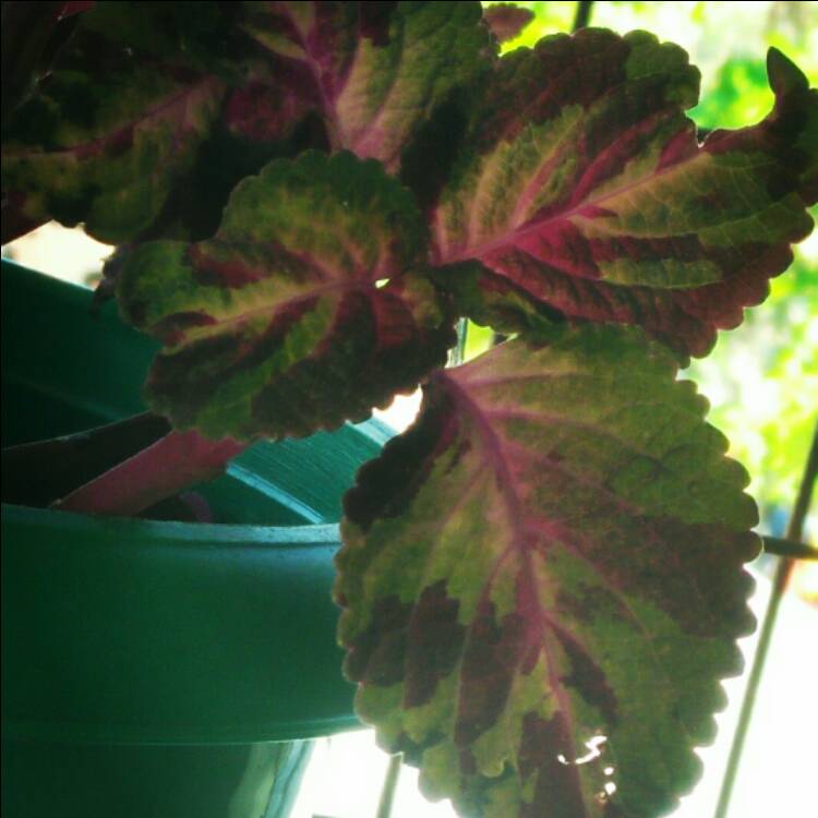 Plant image Plectranthus scutellarioides 'Scatter Splatter'