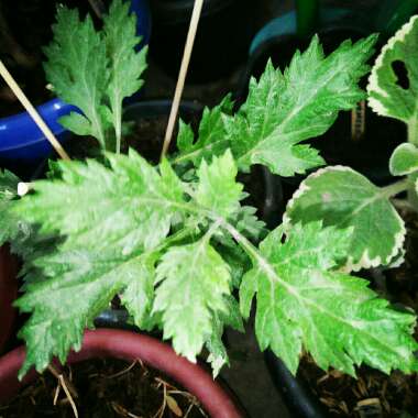 Artemisia vulgaris Linn.