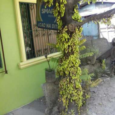 Averrhoa Bilimbi Tree