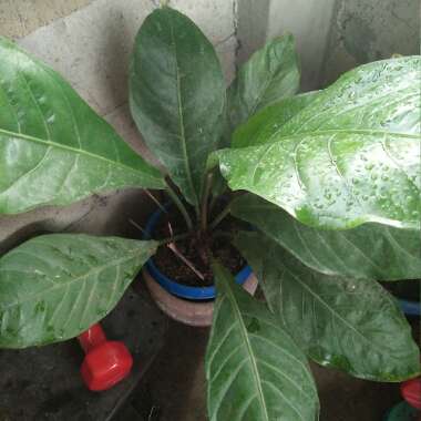 Bird's Nest Anthurium