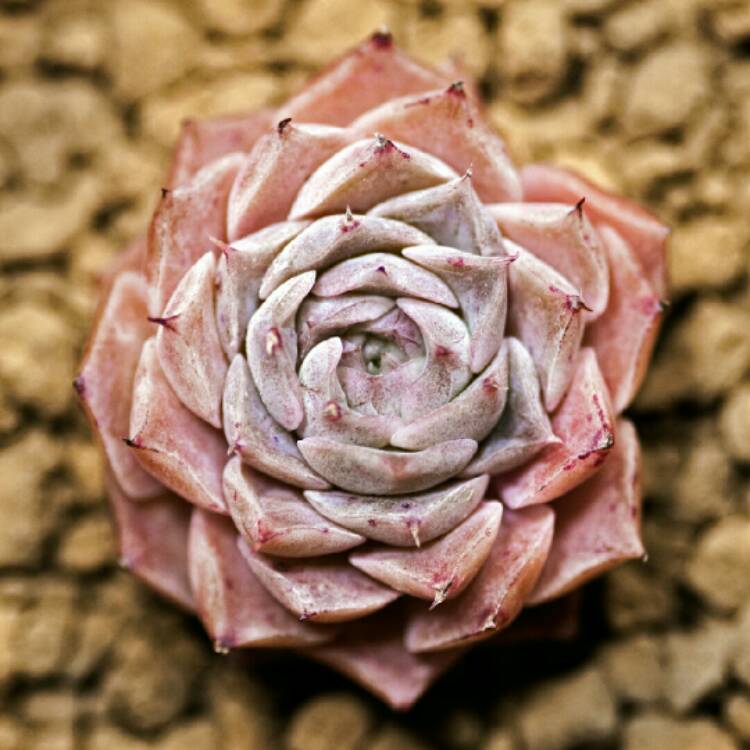 Plant image Echeveria Hyalina