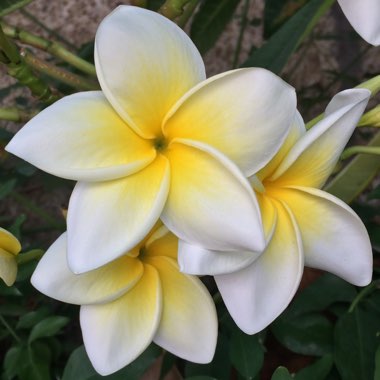 Plumeria