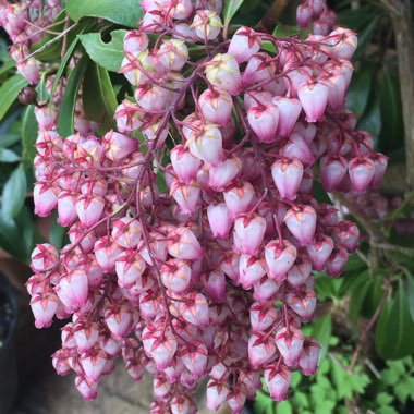 Pieris 'Katsura'