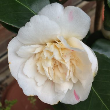 Camellia 'Debutante'