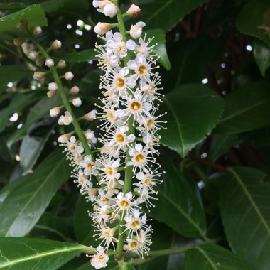 Cherry Laurel